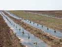 Recently planted snowfence in Washington State.  NRCS image.