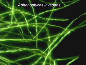 NOAA image of Aphanomyces invadans hyphae that were grown in culture, which were labeled with a fluorescent probe and visualized with epifluorescent microscopy.