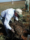 Volunteer transplants vegetative plug.  NRCS image.