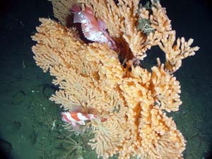 NOAA image of aurora and redbanded rockfish nestled in the branches of a gorgonian soft coral.