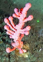Gorgonian soft coral tentatively identified as a Paragorgia species.
