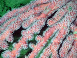 Extended polyps of a gorgonian soft coral. 