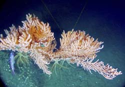 Gorgonian soft coral tentatively identified as a Primnoidae with attached crinoids and associated rockfish.