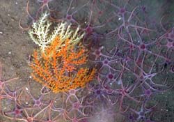 Two color phases of a soft coral, tentatively identified as a Swiftia species, rising above a carpet of brittle sea stars.