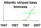 Atlantic striped bass biomass **click to enlarge**