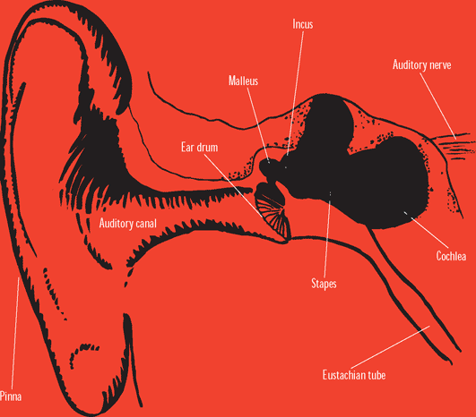 The pinna, auditory canal, ear drum, malleus, incus, stapes, cochlea, auditory nerve, and eustachian tube of the ear.