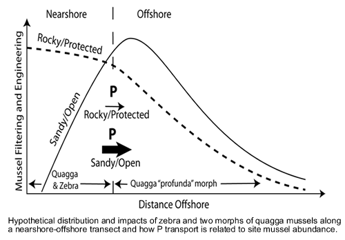 impacts of mussels along transect