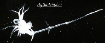 Bythotrephes (spiny water flea)