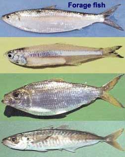 Forage fish, primary food of gag grouper on the reefs