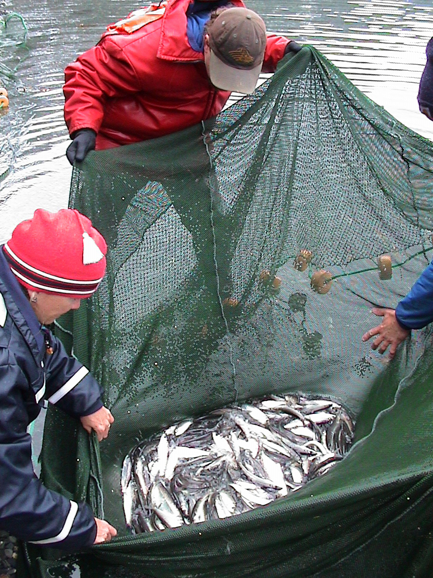 Researchers inspect survey sample and find herring