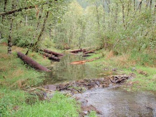 The CSP restores habitat such as this that boost populations wild coho salmon, and for ensuring clean drinking water for thousands of Clackamas residents.