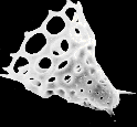 view larger gif image of radiolarian.