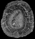 image of ferromanganese nodule.