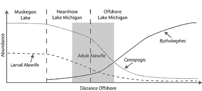diagram of spatial relationships among alewives and zooplankton in Lake Michigan