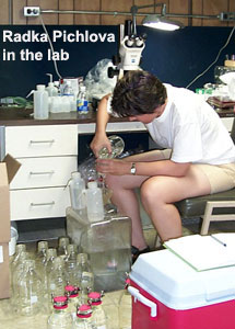 zooplankton experiment