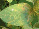 Soybean rust pic