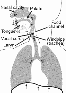 Illustration of human body  showing the location of the nasal cavity, palate, tongue, vocal cords, larynx, food channel, and windpipe (trachea).