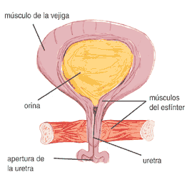 Imagen de la vejiga, y los músculos relacionados en el proceso urinario.