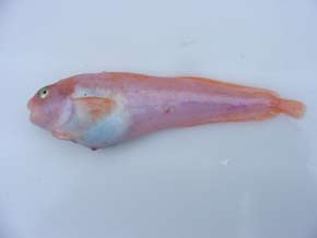 A snailfish, allocareproctus_unangas
