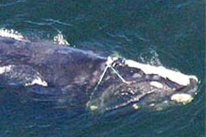 Aerial image of entangled right whale off the Georgia coast taken Dec. 21, 2004.