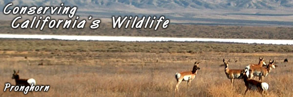 Conserving California Wildlife - image of pronghorn antelope by Tom Barnes