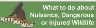 Link to information about nuisance, dangerous or injured wildlife