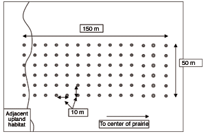 schematic of sampling grid showing trap locations and location of adjacent upland habitats