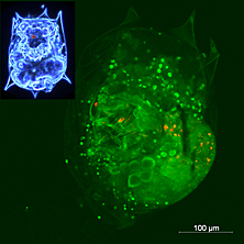 photomicrograph of rotifer B. calyciflorus