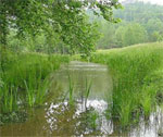 Beaver Creek Wetlands Menifee County, Kentucky 