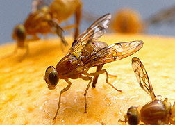 Photo: Mexican fruit flies. Link to photo information
