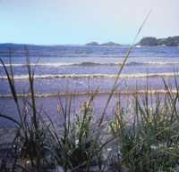 chesapeake bay shoreline