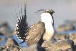 sage grouse