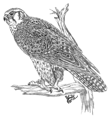 Drawing by Patsy Renz: Prairie Falcon