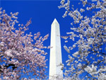 washington monumnet at cherry blossom time