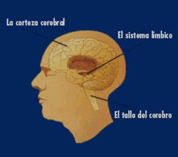 Brain diagram