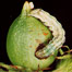 [PHOTOGRAPH] A cotton bollworm feeding on a cotton boll [Images © Science/AAAS]