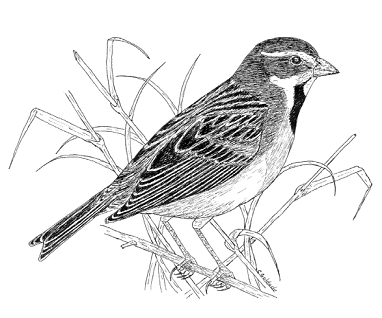 Drawing by Chris Goldade: Dickcissel