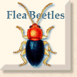 Flea Beetles Icon