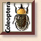 Coleoptera Home Icon