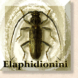 Elaphidiini Icon