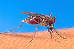 Aedes (Ochlerotatus) sp. mosquito
