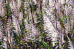 Tassled sugarcane near Canal Point, Florida