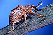 Melaleuca leaf weevil