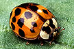 Asian multicolored lady beetle, Harmonia axyridis.