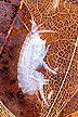 Hyalella azteca crustacean