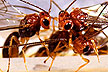 Biosteres Arisanus wasp