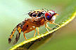 Male medfly