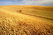 Palouse wheat harvest