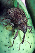 Cotton Boll Weevil
