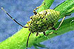 Tarnished plant bug